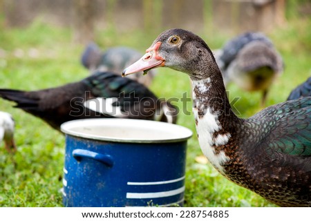 One young female Muscovy Duck or Cairina moschata drinking water, head portrait, domestic bird with white and black feathers and red wattles around the bill, animal drinking water from old pot