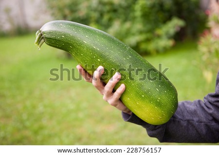 Zucchini or courgette fruit held in hand, fresh large grown vegetable food picked in Poland, horizontal orientation.