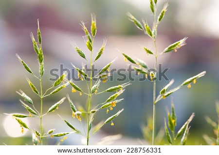 Green ripe grass inflorescence with pollen which cause allergic reactions in certain people. Yellow pollen and green plant on blurred background, horizontal orientation. Photo taken in Poland