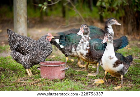 Group of young domestic birds, female Muscovy Duck and plymouth rock chicken drinking water from pot on ground, fowl flock domestic birds with white and black feathers