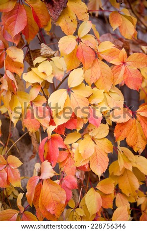 Vitaceae family plant Parthenocissus quinquefolia vine yellow red leaves abstract on blurred background. Plant called woodbine, Virginia creeper, five-leaved ivy, or five-finger.