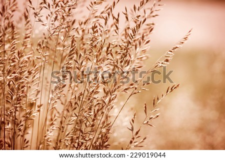 Bunch of sepia toned grass inflorescence with pollen which cause allergic reactions in certain people. Plants on blurred sepia background, horizontal orientation. Photo taken in Poland.