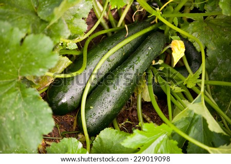 Zucchini or courgette plants grow, vegetables lying on ground, detail of fresh growing plant with stem and green leaves in Poland, rain drops on vegetables in rainy day, nobody, horizontal