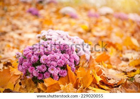 Flowering clump of bright pink Dendranthema or Chrysanthemum in autumn leaves lying on the ground around, sunny autumn day and golden colors of leaves, taken in ornamental park in Warsaw, Poland.