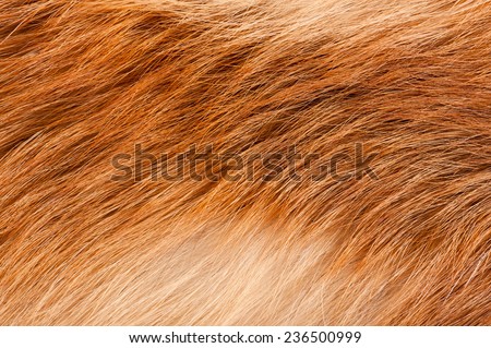 Red fox rusty fur texture cloth, furry abstract texture plain surface, rough pelt background in horizontal orientation, nobody.
