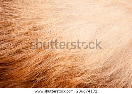 Red fox fur abstract texture cloth, furry rusty texture plain surface, rough pelt background in horizontal orientation