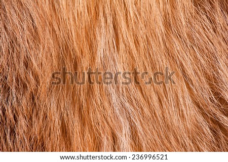 Red fox furry texture cloth abstract, fur rusty texture plain surface, rough pelt background in horizontal orientation, nobody.