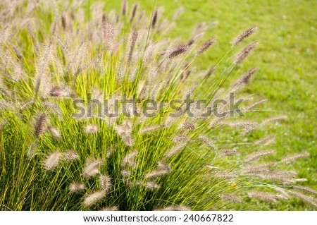 Grass bunch Pennisetum alopecuroides, Autumn Magic or Autumn Wizard, Herbstzauber, plant growing in Poland, Europe. Horizontal orientation, nobody.