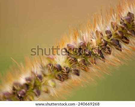 Ornamental grass seeds macro Pennisetum alopecuroides, Autumn Magic, Autumn Wizard, Herbstzauber, Polish name Rozplenica Japonska, plant growing in Poland, Europe. Horizontal awry orientation, nobody.