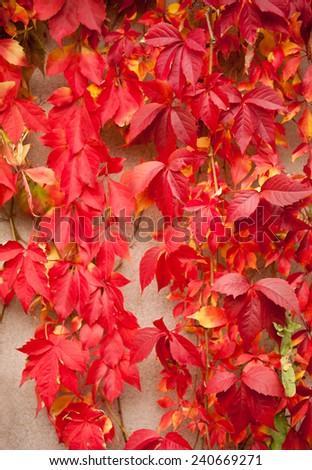Vitaceae ivy wall abstract, Parthenocissus quinquefolia red vine leaves on wall background. Plant called woodbine, Virginia creeper, five leaved ivy, five finger. Ornamental climber plant large leaves