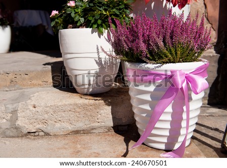 Blooming Calluna vulgaris or heather or ling plant in white big flowerpot with pink bow standing on steps, sunny autumn day, photo taken in Warsaw, Poland.