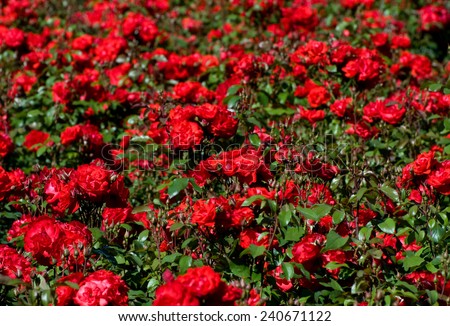 Red roses bunches grow in park, many wild fragrant flowerheads in summertime in Poland.