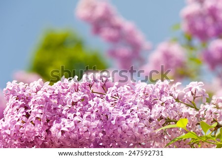 Lilac vibrant pink flowers shrub bright colors in sunlight, syringa vulgaris in early spring season, beautiful flowers in sunny day, nature detail, horizontal orientation, nobody.