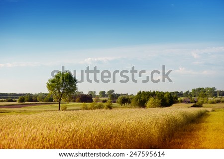 Rural wheat field view, flat field and trees bucolic expanse landscape in Poland, Europe, quiet and calming meadow with sunny blue sky nature landscape, summer time in horizontal orientation, nobody.