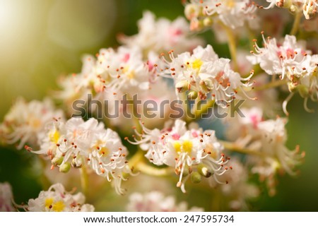Aesculus chestnut tree blossoms anthers, flowering buckeye or horse chestnut tree white flowers detail, flowerets clusters, deciduous plant grow in Poland, Europe, horizontal orientation, nobody.