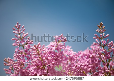 Lilac flowering bright pink inflorescence grow in garden, ornamental shrub detail vibrant colors in sunlight, flowering Syringa vulgaris in spring season, beautiful flowers in sunny day and blue sky