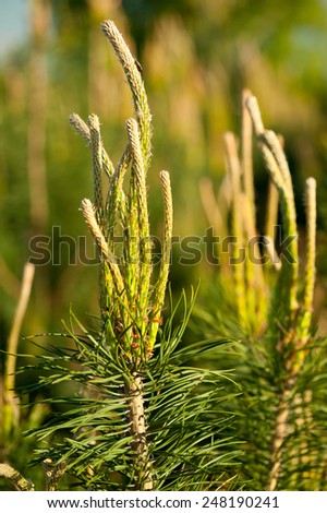 Pine candles tip shoots conifer tree, Pinus sylvestris new growth evergreen plant grow in Poland, Europe, nature detail in vertical orientation, nobody.