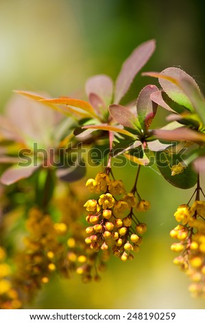 Berberis yellow blossoms detail, shrub blooming grow as ornamental plant known as European barberry or Barberry, blossoms cluster, deciduous plant grow in Poland, Europe, vertical orientation, nobody.