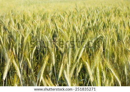 Spring green cereal plants grow plenty on field, nature abstract, photo taken in Poland, horizontal orientation, nobody.
