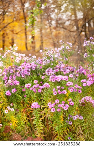 Pink Aster blooming flowers, plants bunches in autumn flowering plant grow in Poland, vertical orientation, nobody.