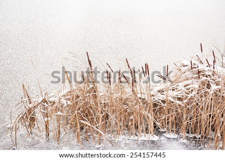 Typha reeds at frozen lake in winter season, ice and plants in wintertime, coastal canes minimalism abstract view in Poland, Europe, ice on water and frozen reeds bunches, nobody, horizontal.
