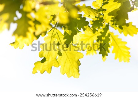 Bunch of bright vibrant green oak leaves in sunlight in spring season Oak is a tree or shrub in the genus Quercus. Photo taken in Poland, horizontal orientation, nobody.