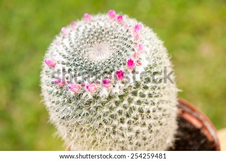 Cactus flowering pink detail blossoms, small flowers on top grow in Poland, horizontal orientation, nobody.