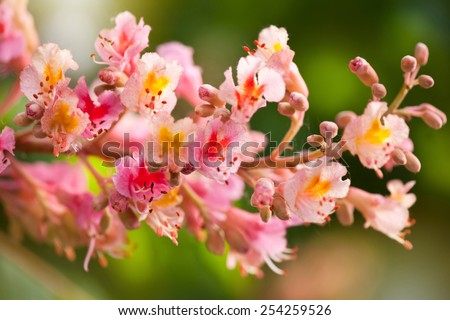 Aesculus red chestnut tree blossoms, flowering buckeye or horse chestnut tree red flowers nature detail, flowerets clusters deciduous plant grow in Poland, Europe, horizontal orientation, nobody.