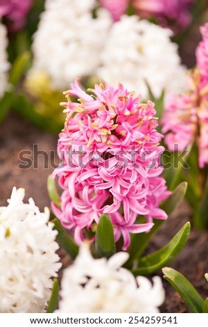 Hyacinthus flowering cluster pink and white plants hyacinths blooming in April early spring season in ornamental garden, Polish name Hiacynt. Flower grow in Poland, vertical orientation, nobody.