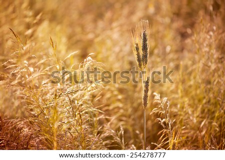 Golden cereal plant photo, grass grow in warm colors tonation, nature beauty, detail in field, three ripe plant ears ready to harvest, detail blurred in sepia tone, open air. Photo taken in Poland