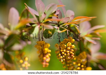 Berberis yellow blooming shrub grow, blooming ornamental plant known as European barberry or Barberry, blossoms cluster, deciduous plant grow in Poland, Europe, horizontal orientation, nobody.