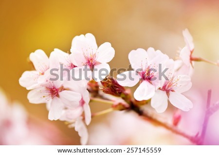 Blooming fairy cherry tree flowers detail, pink blossoms in vibrant colors, flowerets in early spring season, bright nature detail in horizontal orientation, nobody.
