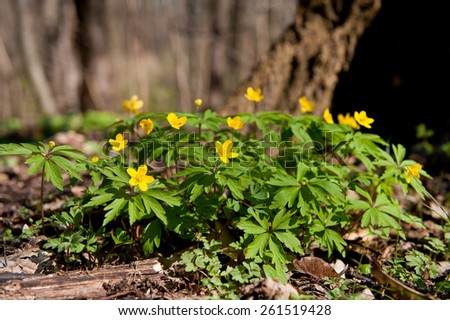 Anemone ranunculoides yellow flowering, blooming spring flowers grow in woods in Poland. Horizontal orientation, nobody. Plant called the yellow anemone, yellow wood anemone or buttercup anemone.