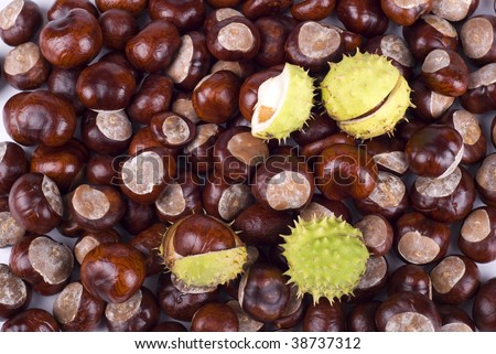 Autumn brown glossy conkers of horse-chestnut tree, fruits with green spiky open capsule, seasonal seeds of Aesculus hippocastanum tree, objects lying in horizontal orientation, nobody.