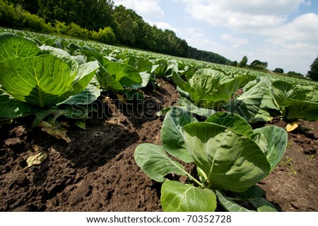 Young cabbage heads growing in field, skew wide angle view at detail of plants in ground and blue sky, fresh vegetables grow in private huge field in Poland, open air. Horizontal orientation, nobody.