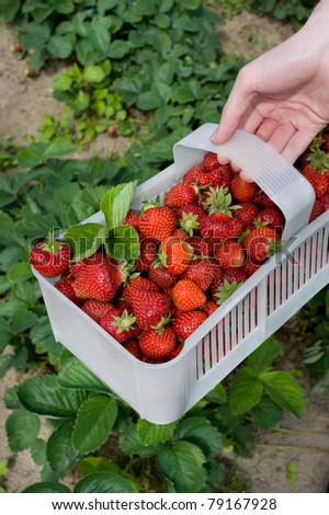 Plenty fresh ripe strawberries in white plastic punnet. Man picking fruits to plastic punnet, holding in one hand. Vertical orientation, photo taken in yard in open air.