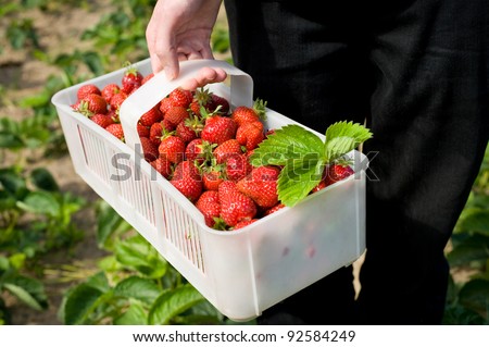 Plenty fresh ripe strawberries in white plastic punnet. Man picking fruits to plastic punnet, holding in one hand. Horizontal orientation, photo taken in yard in open air, sunny day.