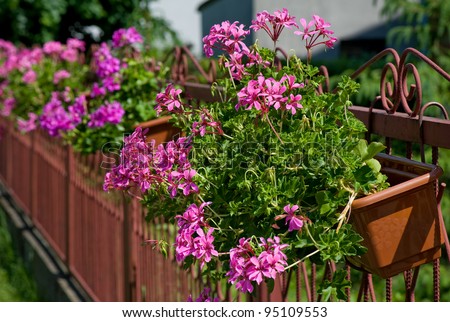 Pink Ivy leaved geranium or Pelargonium peltatum flowers hanging in flowerpot on fence in garden, summertime in Poland.