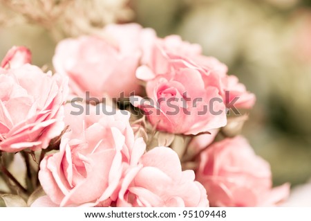 Vintage roses bouquet sepia toned flowers bunch grow in park in Poland, many wild fragrant flowerheads detail, blossoming flowerheads zoom, flowering in summer time.