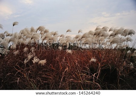 reeds close to winter's evening - reeds are waving in the wind close to winter's evening in Yantai, Shandong Province, China with beautiful colorful sky