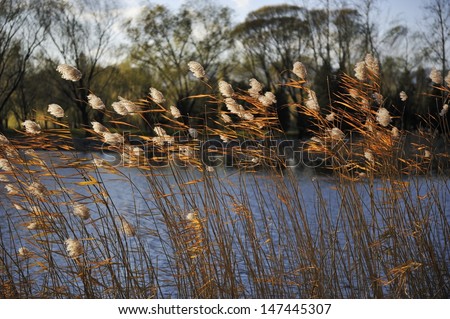 reeds in the strong wind - reeds in the strong wind is shown in circa Nov. 2010 in Summer Palace, Beijing, China