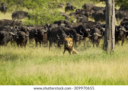 Buffalo attack lion