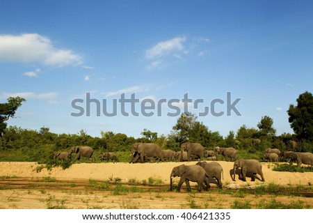 A herd of elephants walking along the banks of a dried river bed in Kruger National park