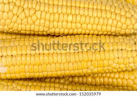 Photo of yellow corn background, abstract backgrounds, harvest s