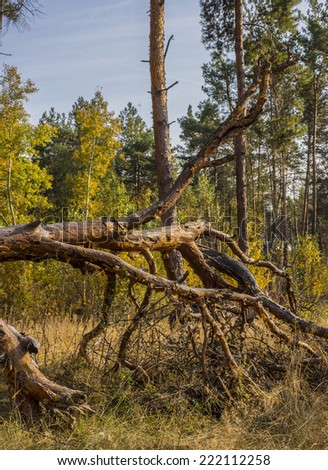 Bright autumn forest with dried driftwood in the foreground.
