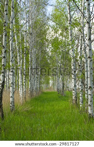 Glade in a birch wood