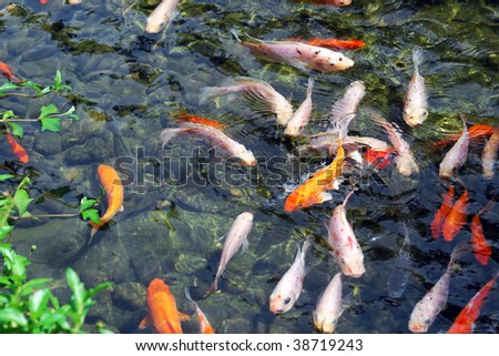 Gold Fishes
