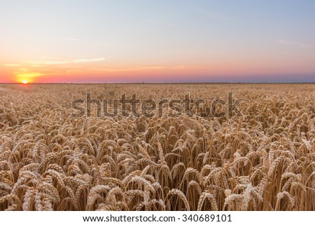 Beautiful golden wheat field. Selective focus. Some are in focus and some are not