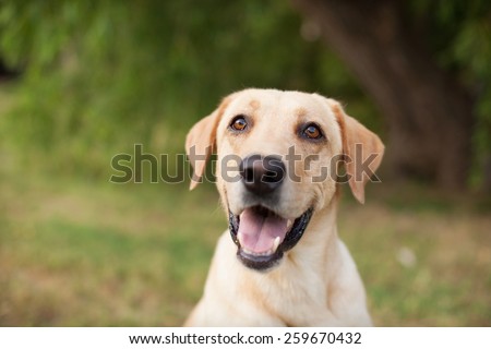 Yellow Lab Smiling in Natural Outdoor Setting