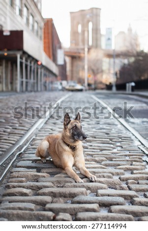 Dog in Famous Alley with view of Brooklyn Bridge New York City
